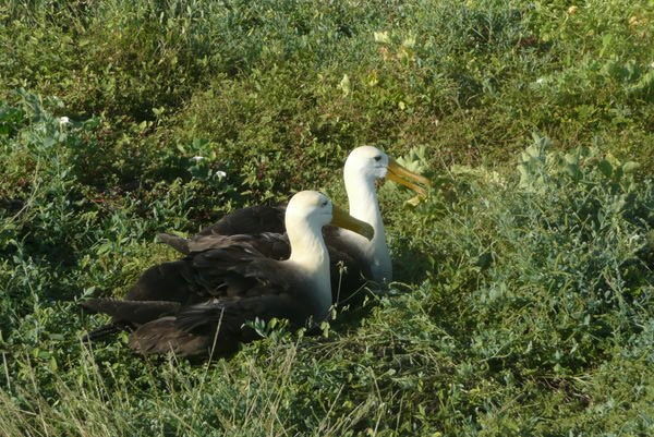 Mr. and Mrs. Albatros