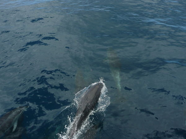 Joined by a group of bottlenose dolphins