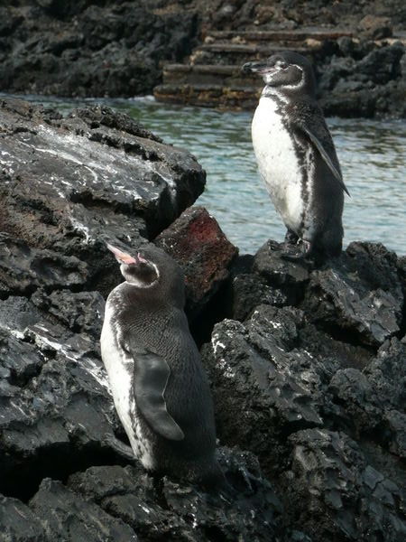 Galapagos pinguins