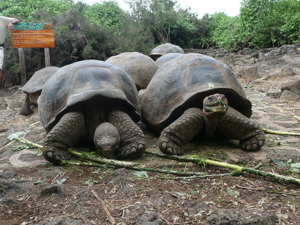 Visiting the turtoise sanctuary