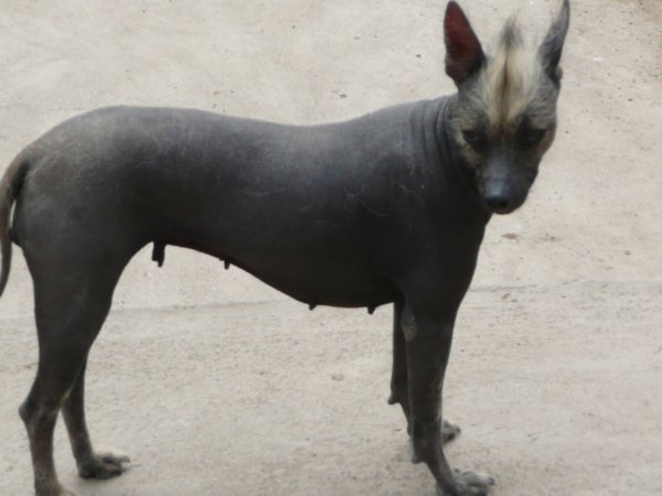 A Peruvian dog