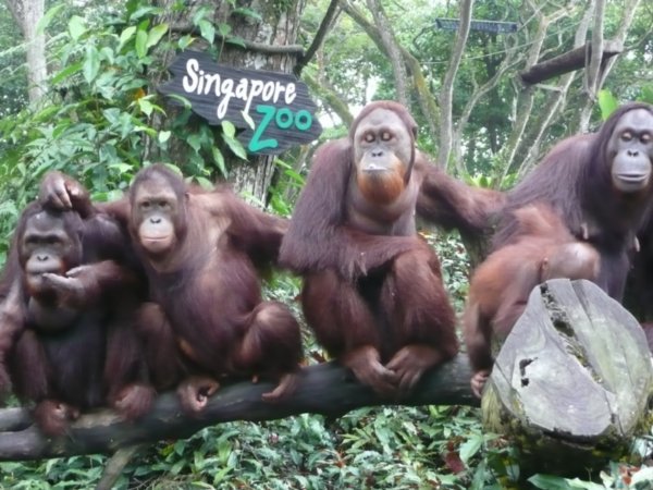 At the Singapore Zoo