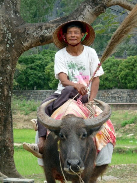 Man on water buffalo