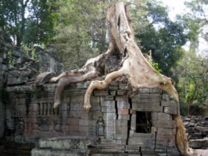 Trees growing among the ruins at Preah Khan