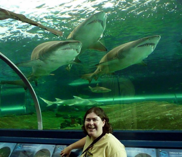 Sharks at the Aquarium