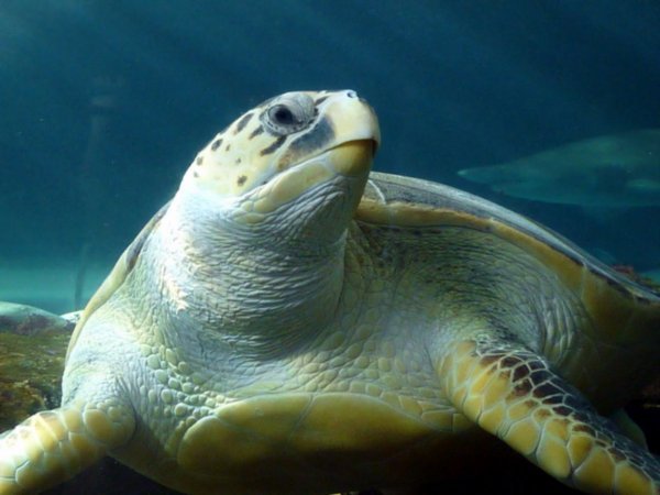 Pacific loggerhead turtle