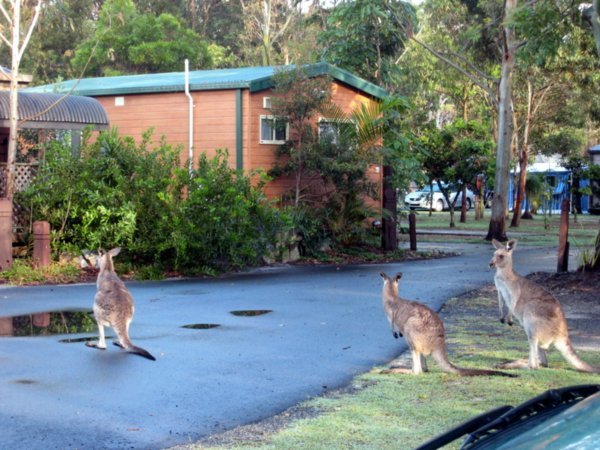 Kangaroos in the caravan park