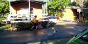 Kangaroos and kids on scooters