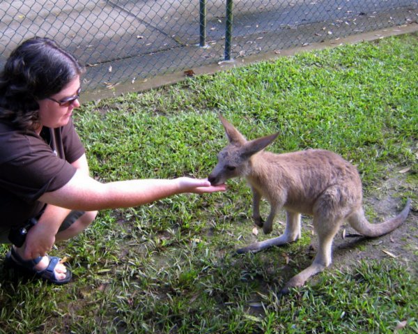 Dee feeding a baby kangaroo