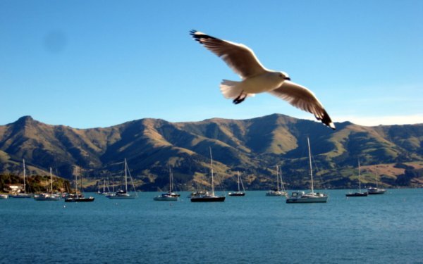 Akaroa