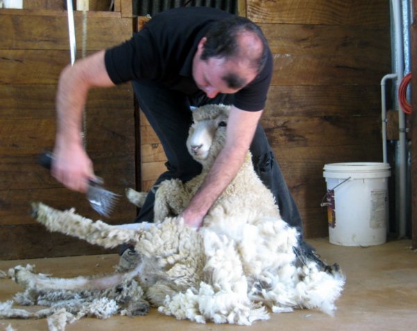 Sheep shearing!