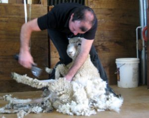 Sheep shearing!