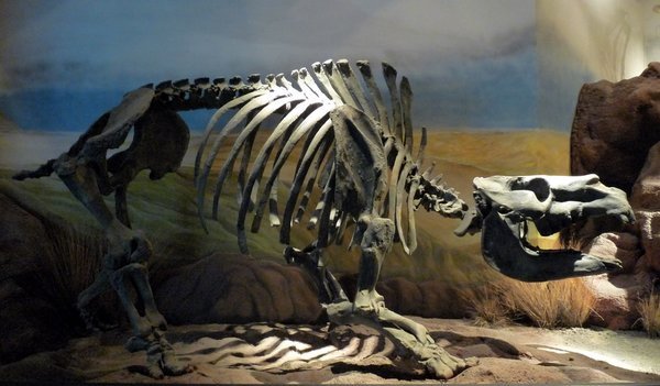 Mef dinosaur museum