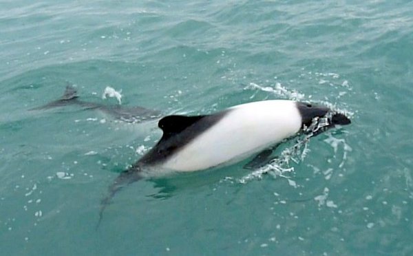 Commerson Dolphin