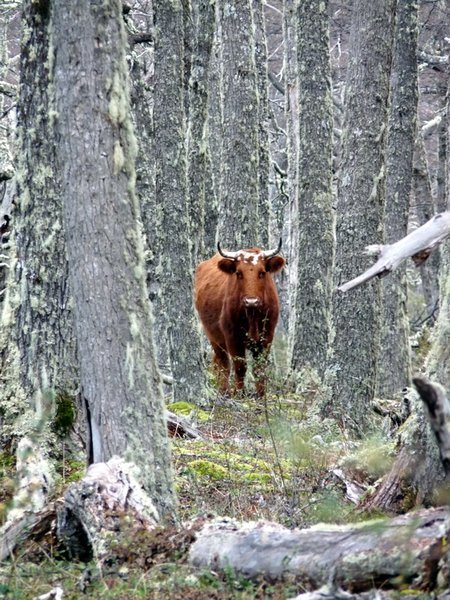 Wild bull in the forest at Onelli Bay