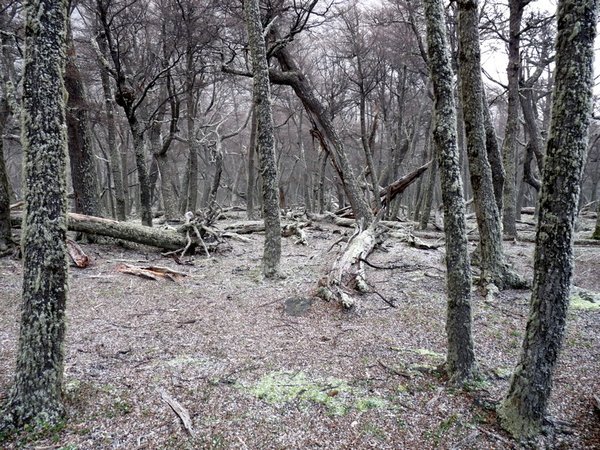 The forest at Onelli Bay