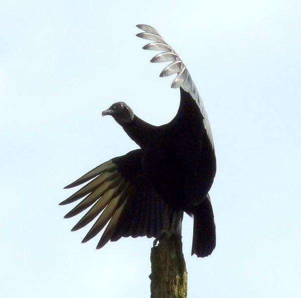 Vulture at the top of the canopy
