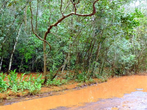 Red soil and rainforest