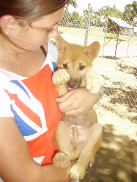 baby dingo