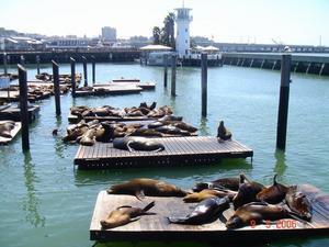 sealions t shirt