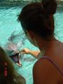 Feeding Dolphins at SeaWorld!