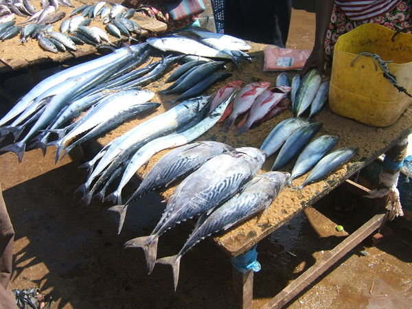 Sri Lanka7 - Chilaw fish market | Photo