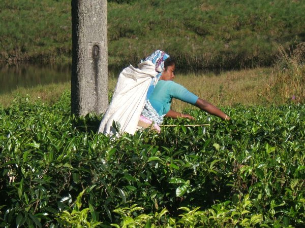 Sri Lanka81 - hill trek21 tea-picker