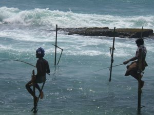 Sri Lanka87 - Mirrissa stilt fishermen