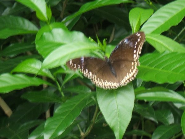 Malaysia59 - KL - butterfly park2