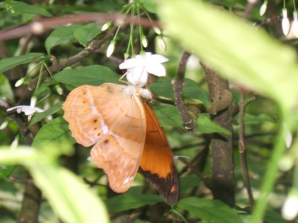 Malaysia60 - KL - butterfly park3