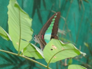 Malaysia58 - KL - butterfly park1