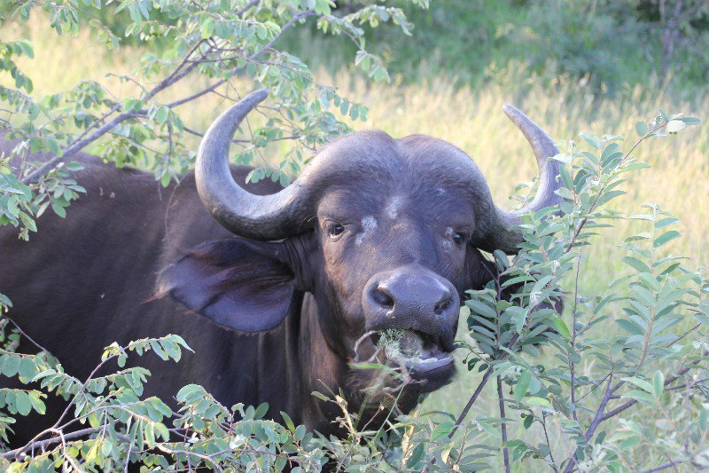 Hungry buffalo at Kruger
