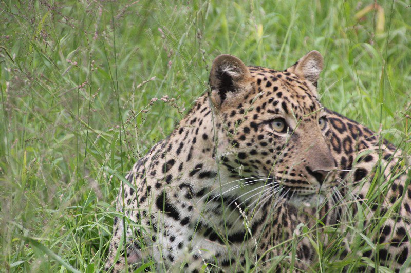 The leopard we didn't get to see on our game drives