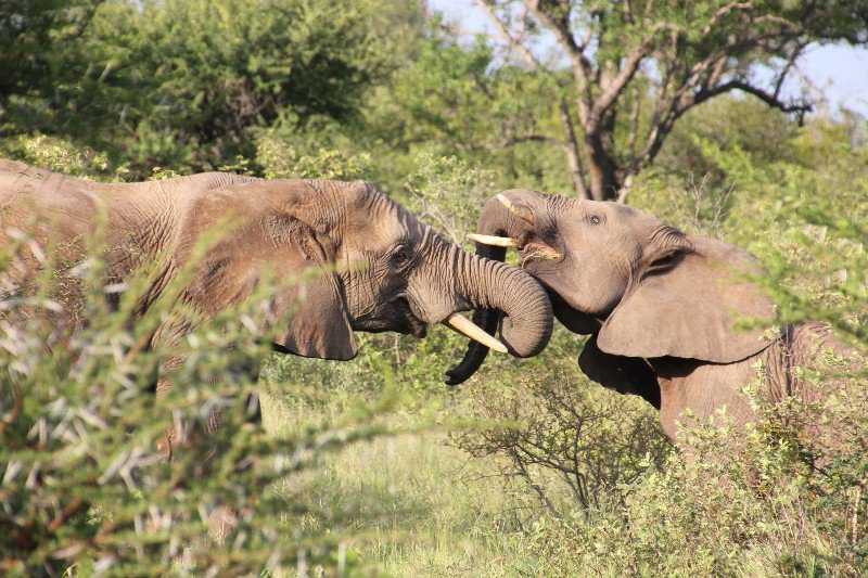 Elephant play time at Kruger