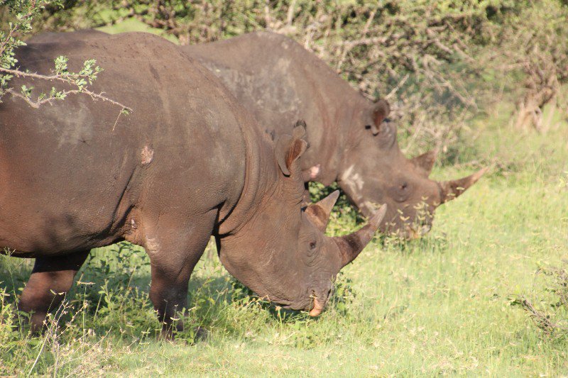 Black Rhino at Kruger