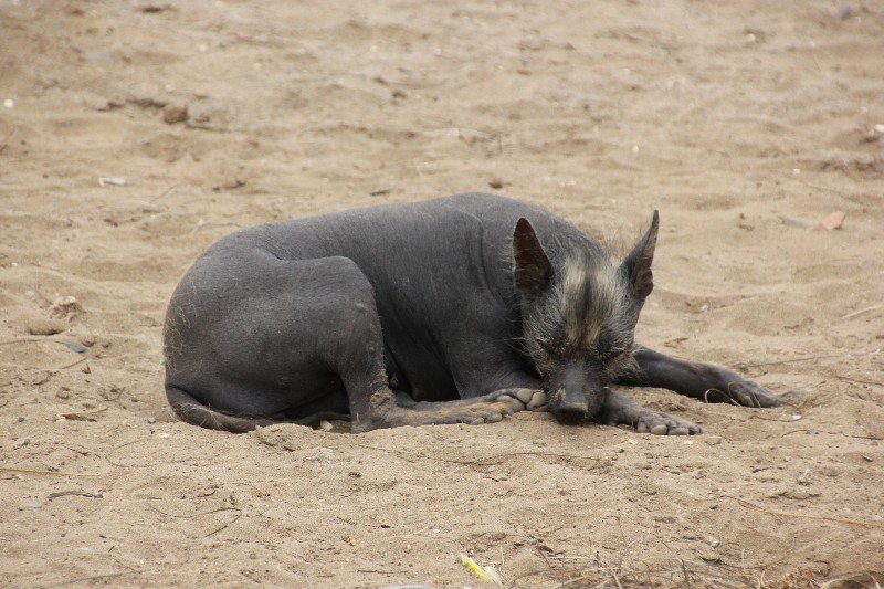 A Biringo, the native Peruvian hairless dogs