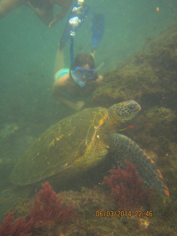 Snorkeling with a turtle