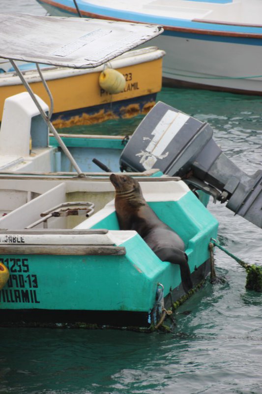 Welcome sealion at Isabela island