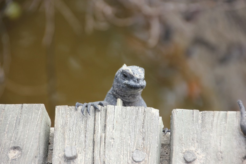 Peek-a-boo iguana