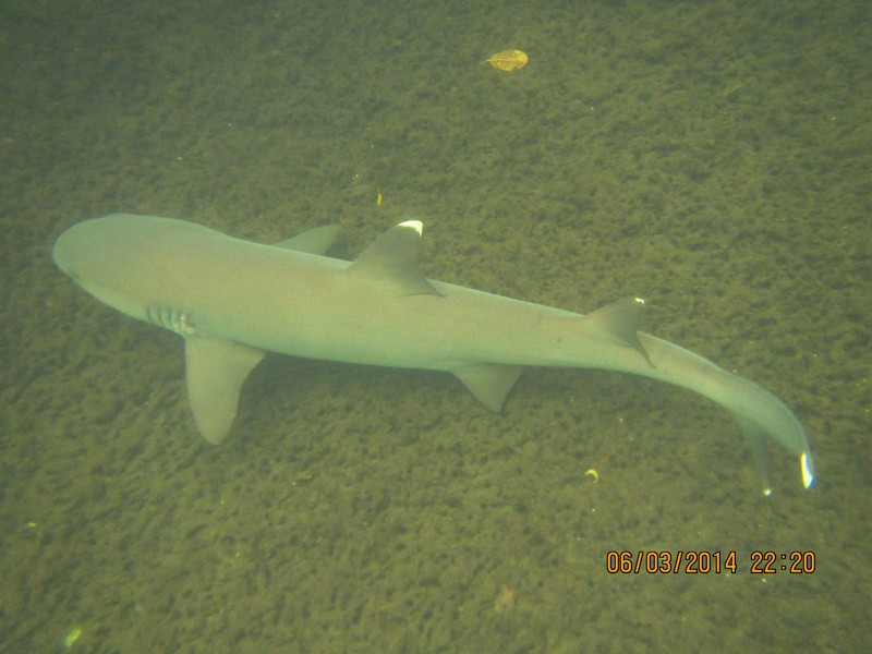 Snorkeling with a white tipped reef shark