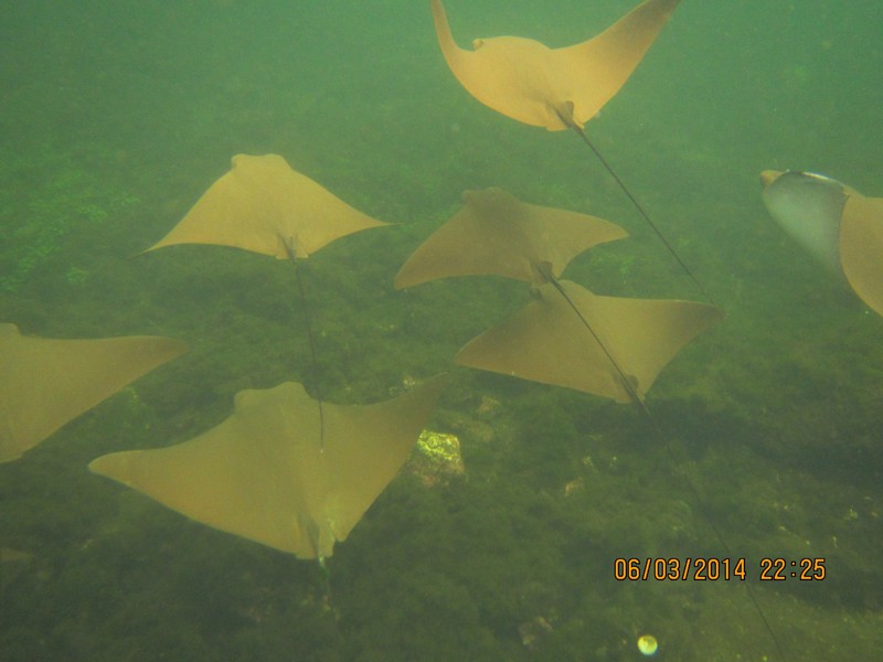 Snorkeling with golden rays