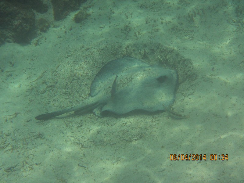 Snorkeling with a stingray