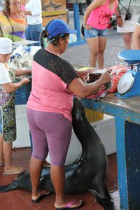 Puerto Ayora - Sealion after any fish that is on offer