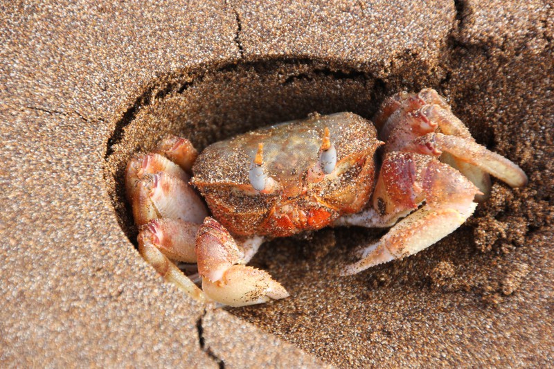 Sally Light Foot Crab hiding in a footprint