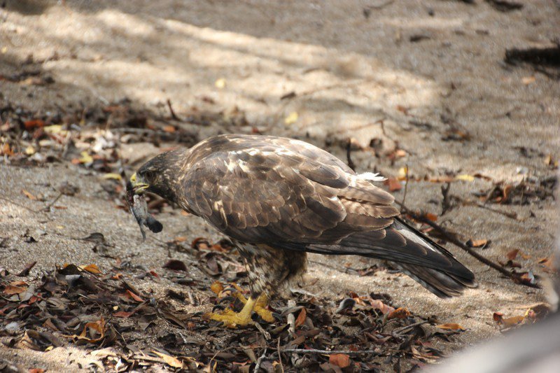 Hawk eating a baby turtle