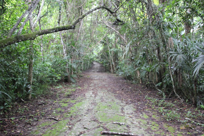 Jungle path around Tikal