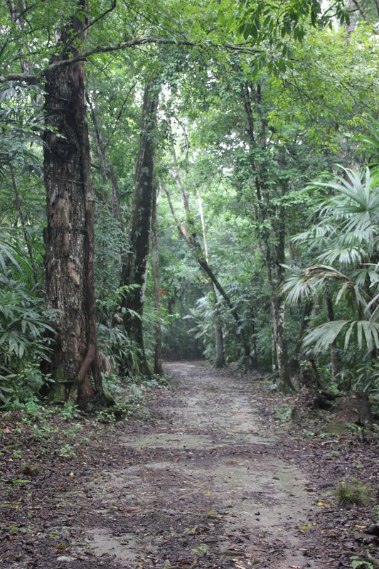Jungle path around Tikal