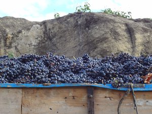 Eguren Ugarte grapes