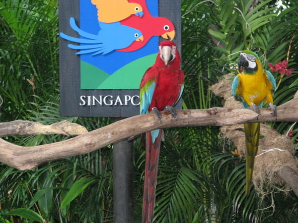 Colourful birds