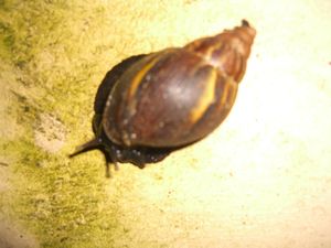 Huge snail!